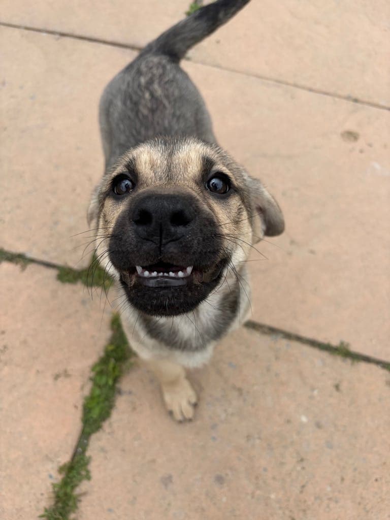 Talumba - Shepherd available for adoption at Ontario SPCA (Toronto Area) in Toronto