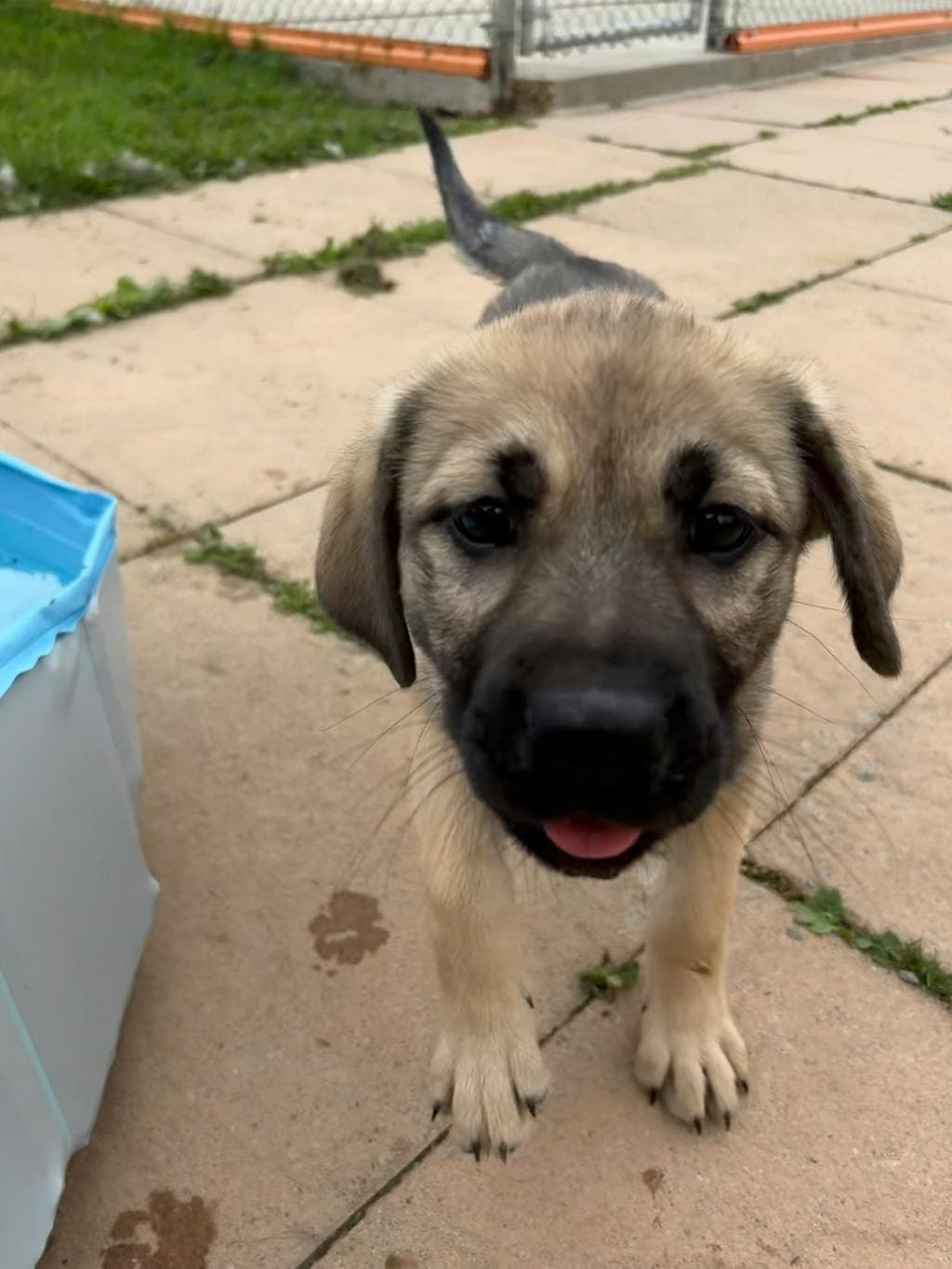Rehvani - Shepherd available for adoption at Ontario SPCA (Toronto Area) in Toronto