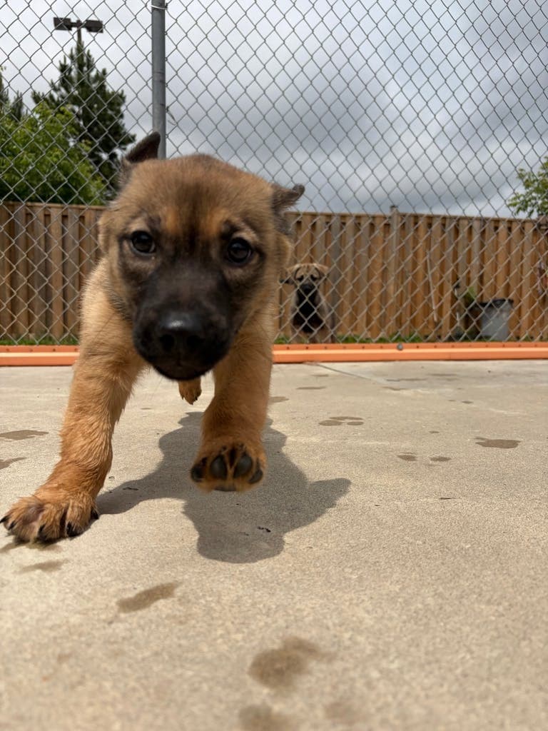 Baklava - Shepherd available for adoption at Ontario SPCA (Toronto Area) in Toronto