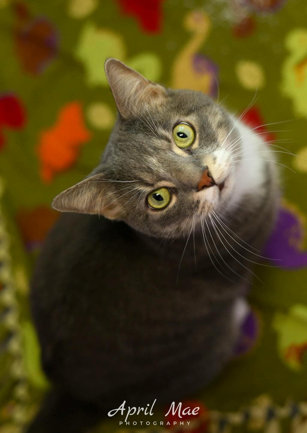 Coco - Domestic Short Hair available for adoption