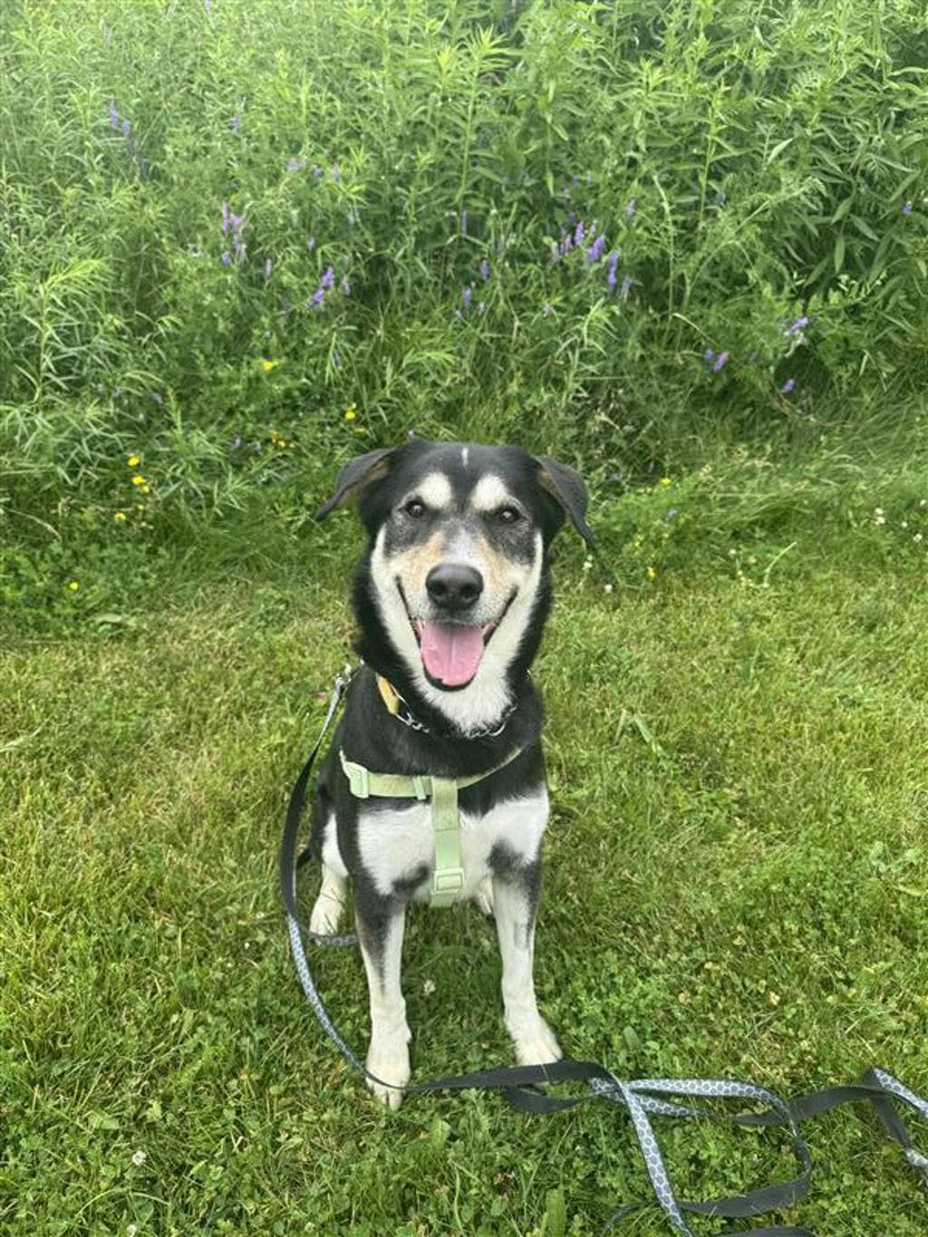 Louie - Shepherd available for adoption