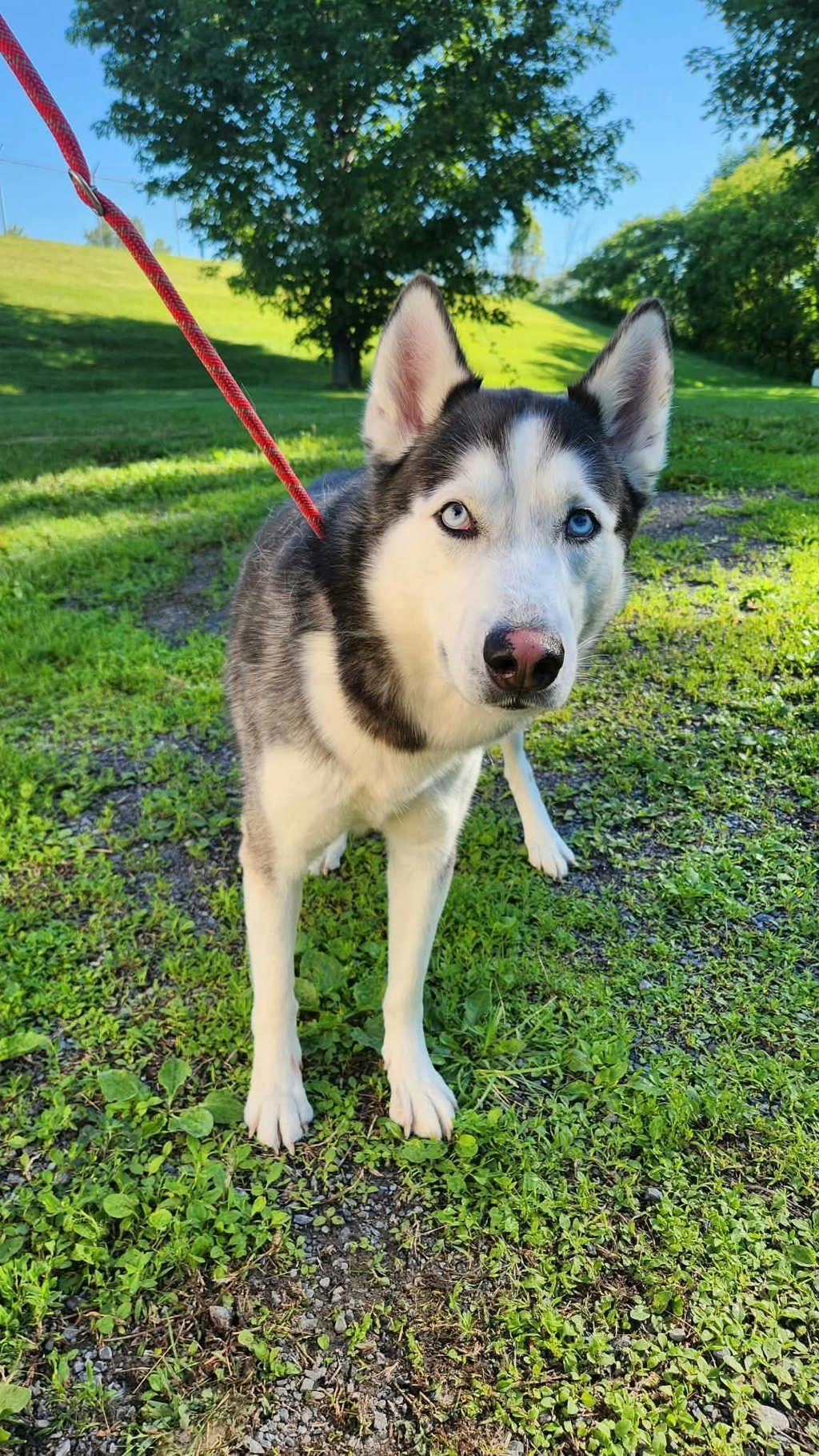 Ralph - Husky Mixed available for adoption at Ontario SPCA (Ottawa Area) in Ottawa