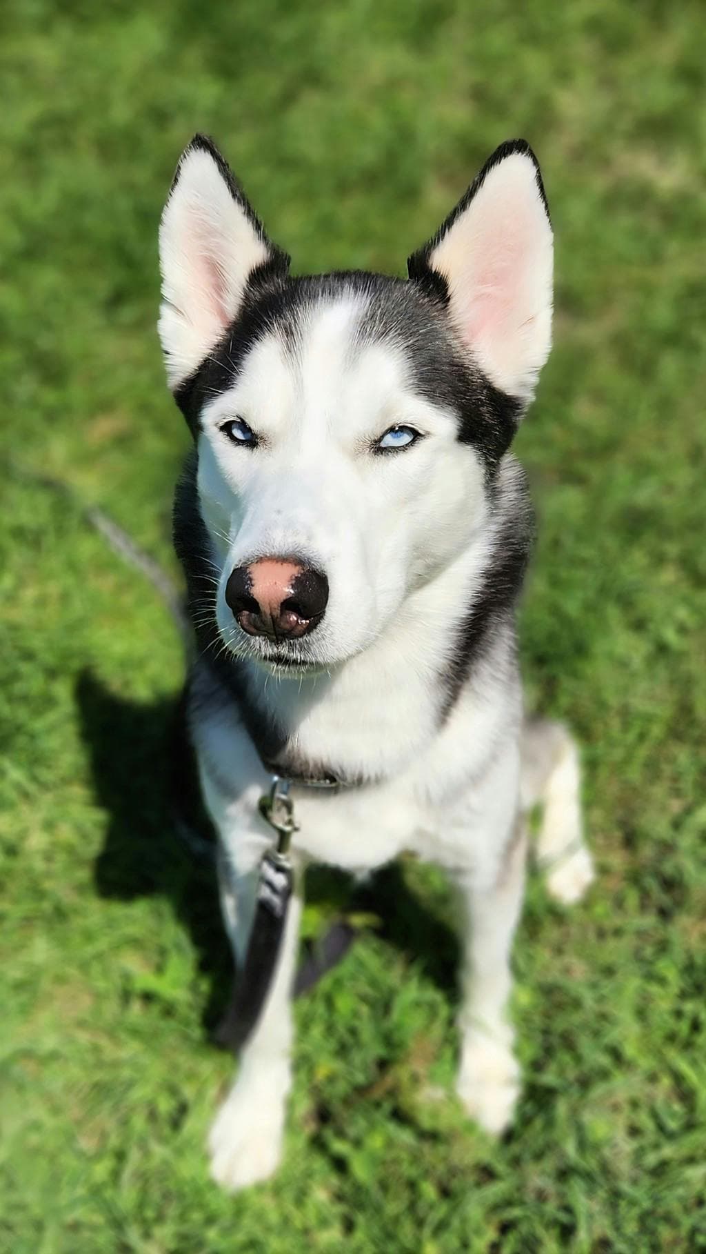 Ralph - Husky Mixed available for adoption