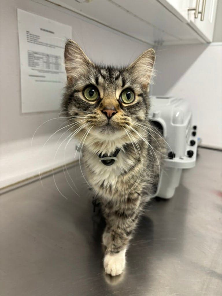 Ripley - Domestic Medium Hair cat available for adoption at Ontario SPCA & Humane Society in Napanee