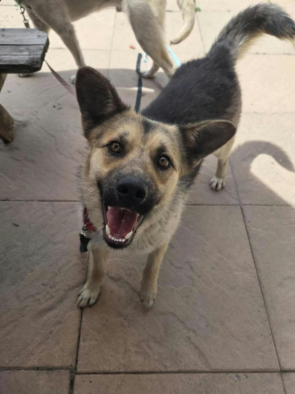 Ryan - Shepherd available for adoption at Ontario SPCA (Toronto Area) in Toronto