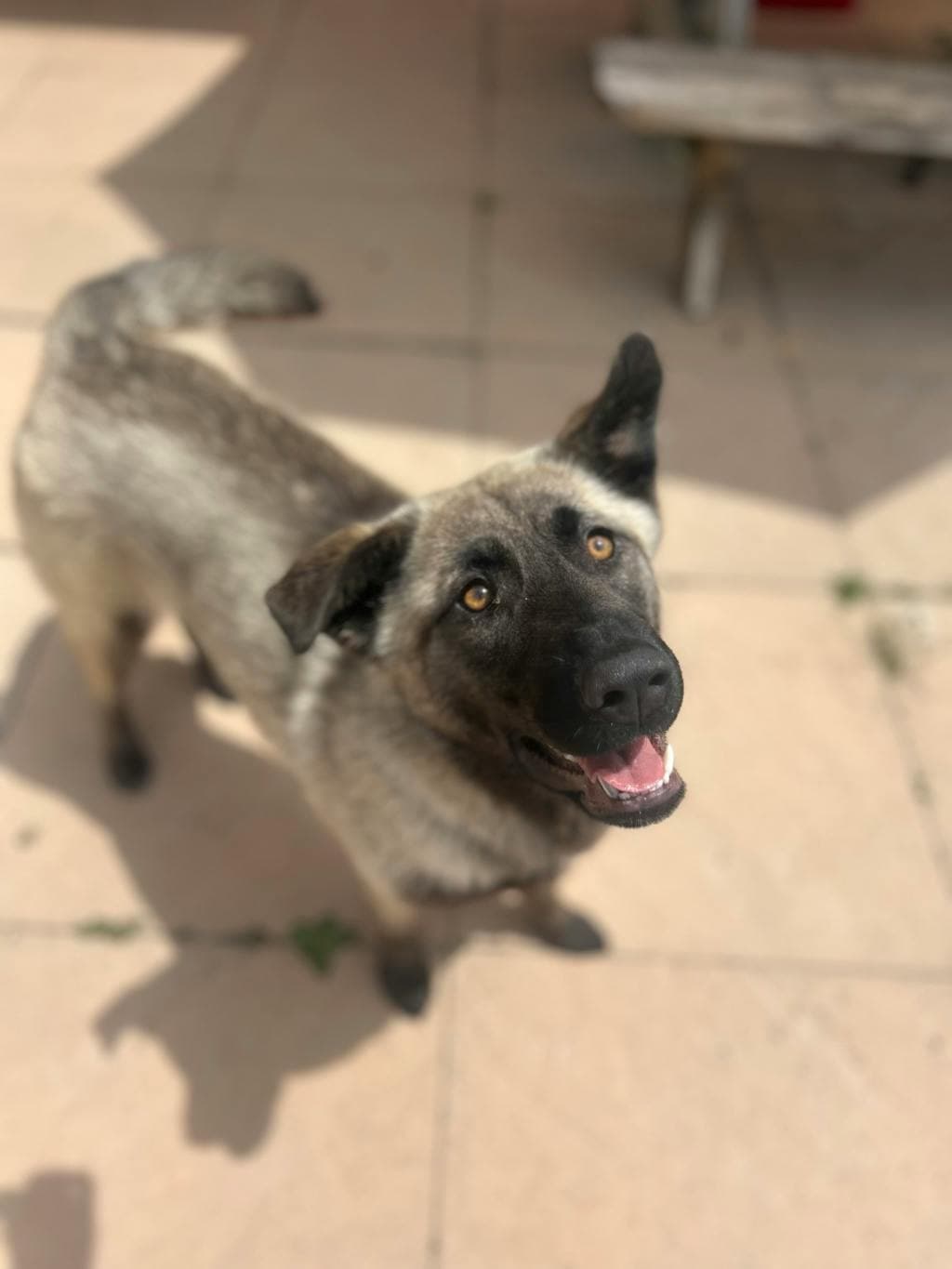 Rosey - Shepherd available for adoption at Ontario SPCA (Toronto Area) in Toronto