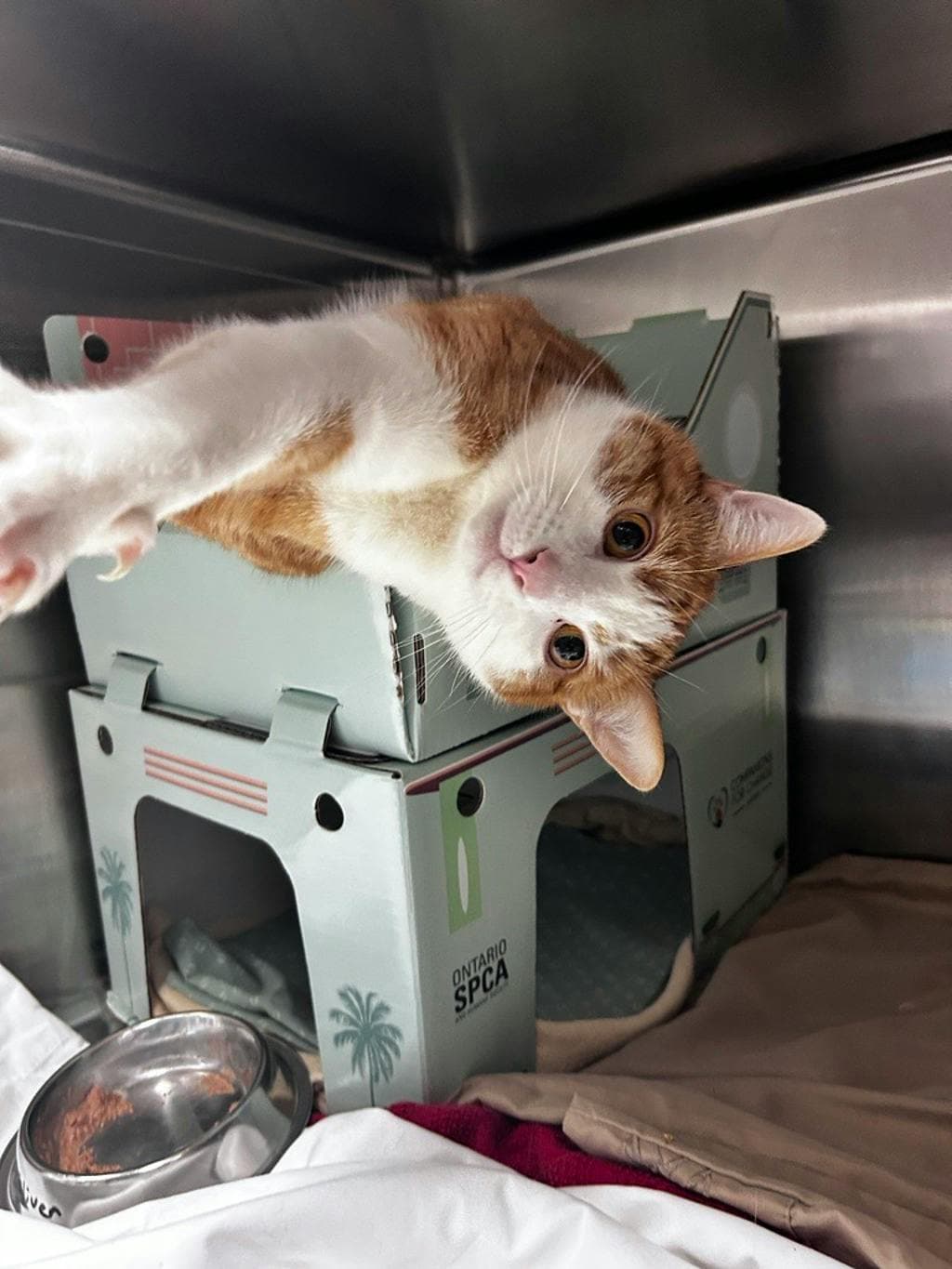 Oliver - Domestic Short Hair cat available for adoption in Calgary