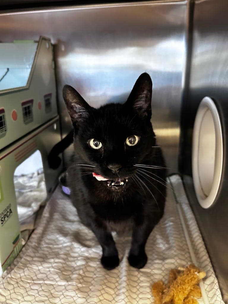 Ethel - Domestic Short Hair cat available for adoption in Calgary