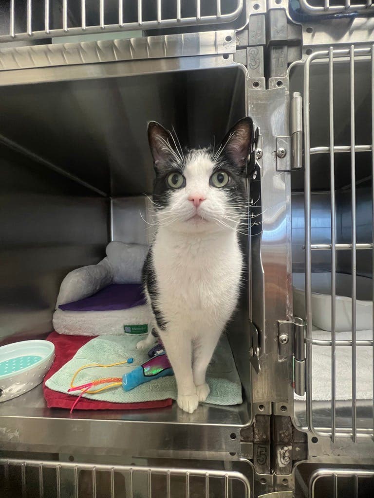 Pablo - Domestic Short Hair cat available for adoption in Calgary