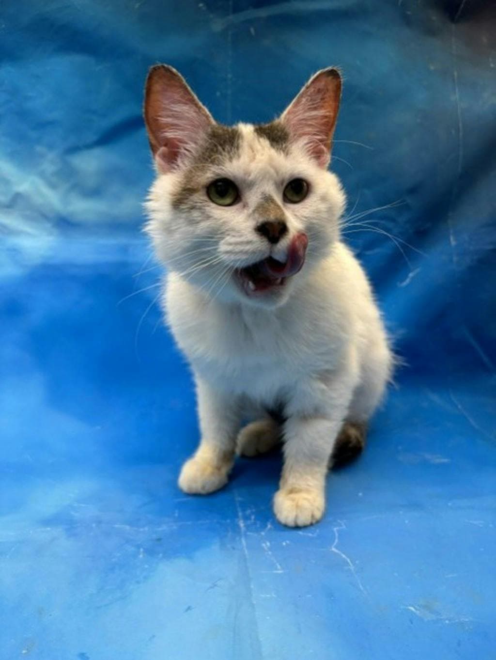 Pippin - Domestic Short Hair cat available for adoption at Ontario SPCA & Humane Society in Napanee