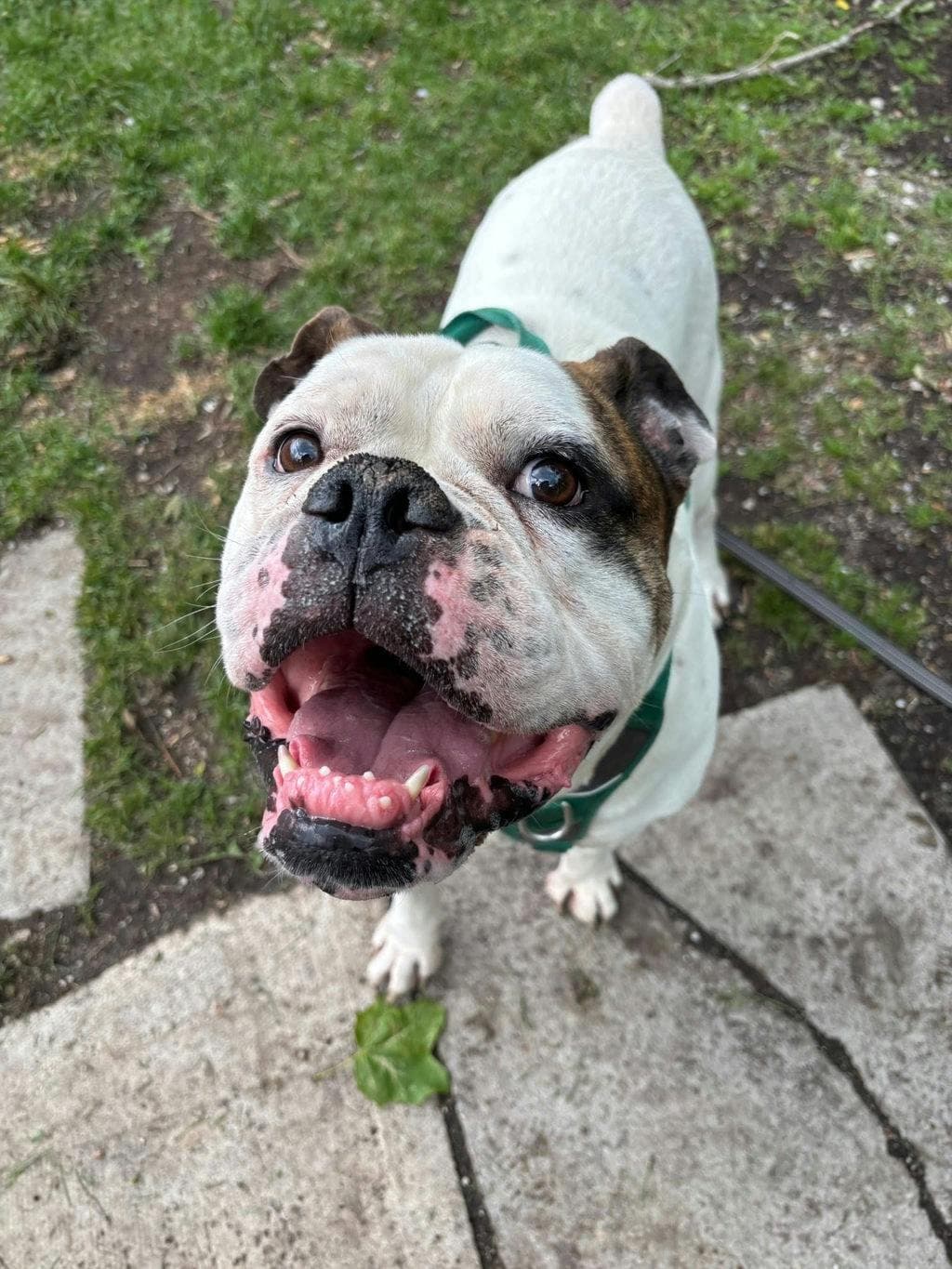Bubs - American Bulldog available for adoption at Ontario SPCA (Central Ontario) in Toronto
