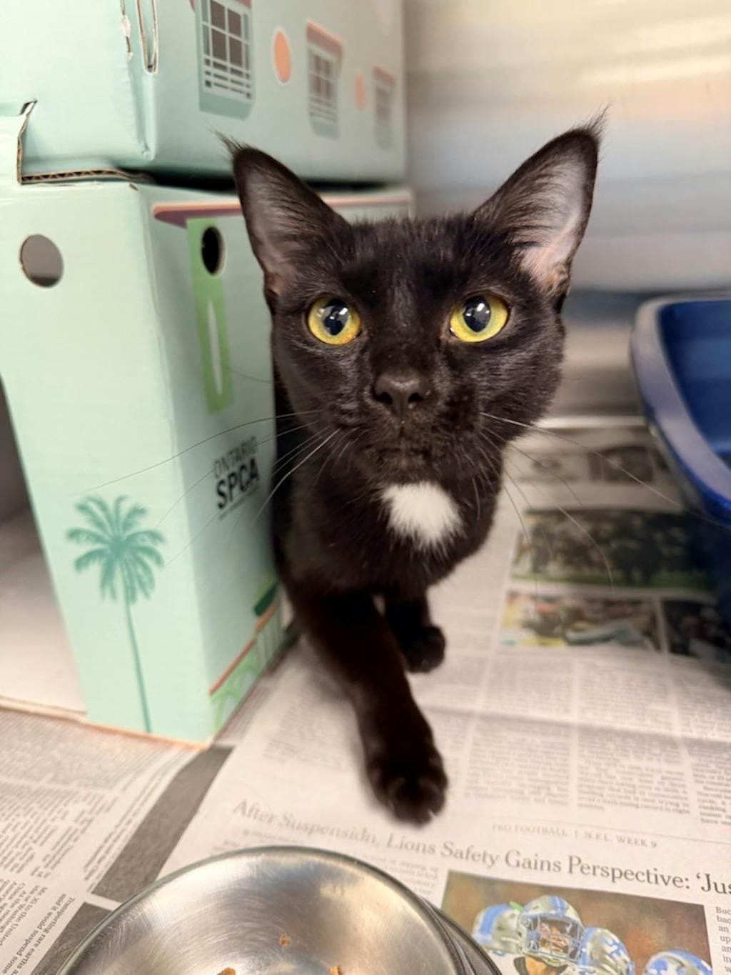 Poppy - Domestic Short Hair cat available for adoption at Ontario SPCA & Humane Society in Bracebridge