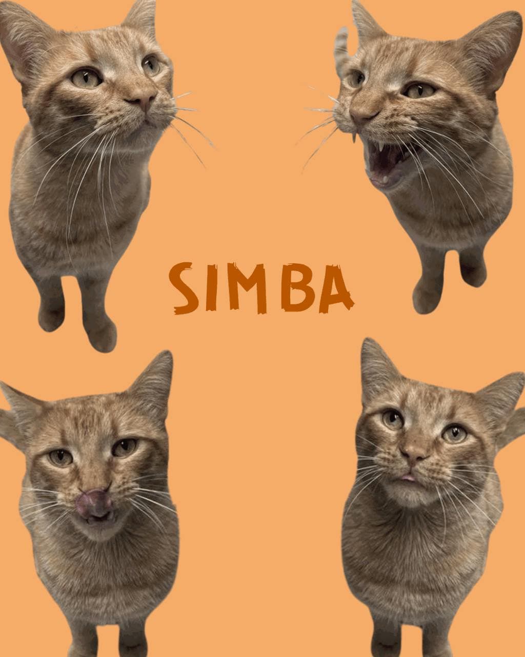 Simba - Domestic Short Hair cat available for adoption at Ontario SPCA & Humane Society in Barrie
