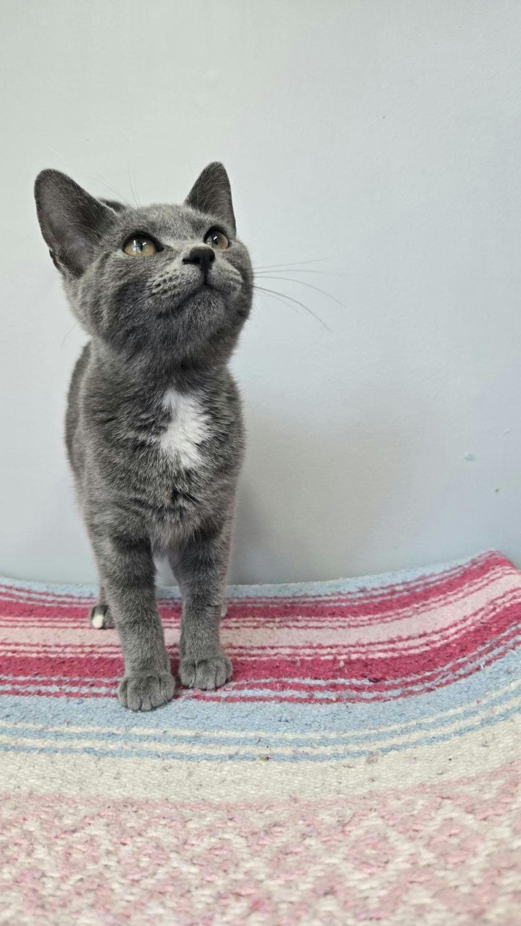 Hollywood - Domestic Short Hair cat available for adoption at Ontario SPCA & Humane Society in Barrie