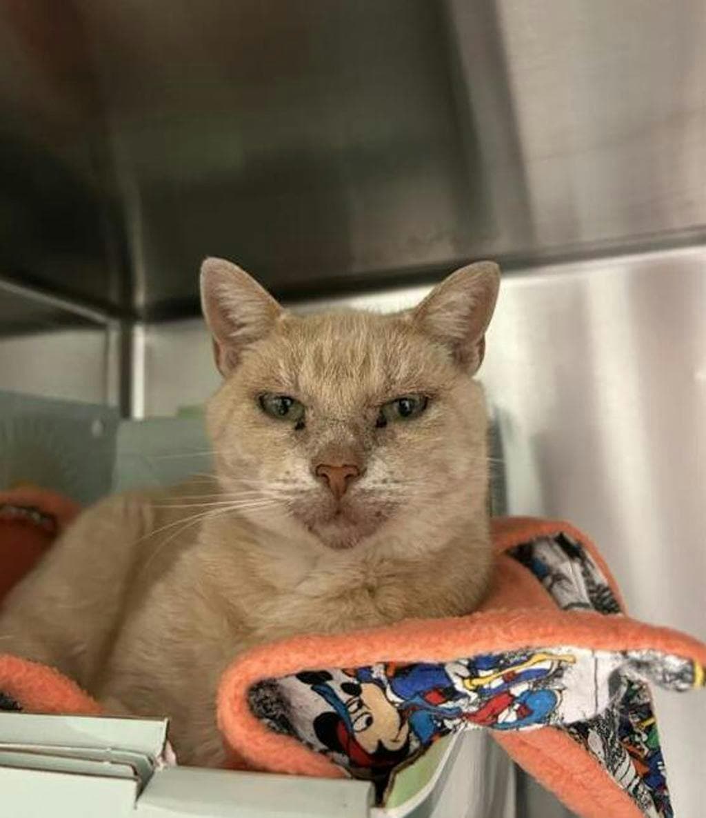 Reiki - Domestic Short Hair cat available for adoption at Ontario SPCA & Humane Society in Midland