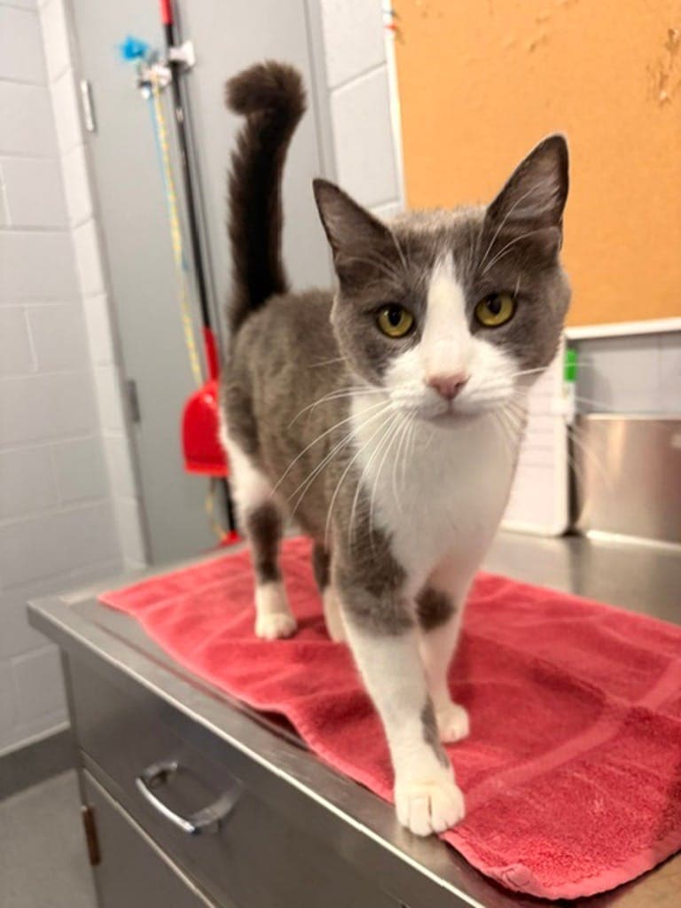 Oolong - Domestic Short Hair cat available for adoption at Ontario SPCA & Humane Society in Orillia