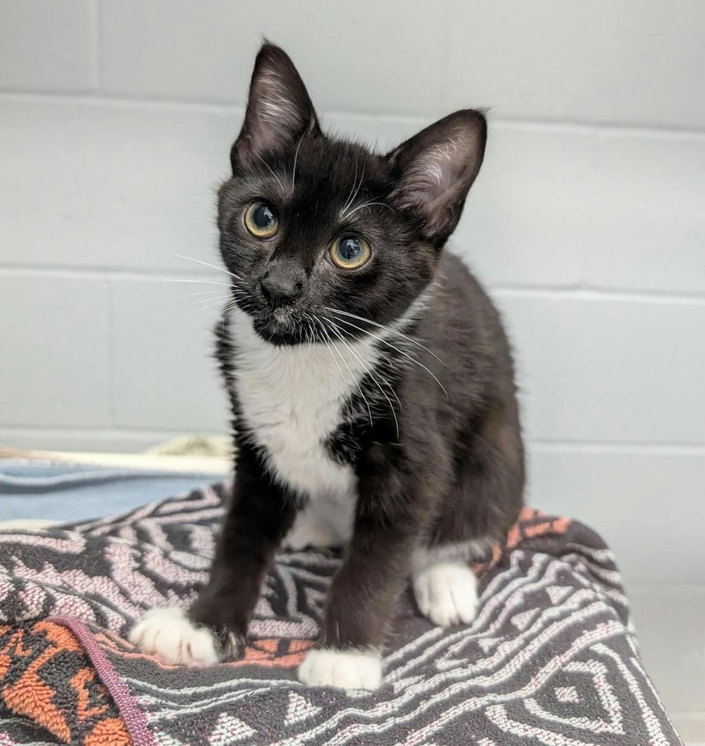 Tilda - Domestic Longhair cat available for adoption in Calgary