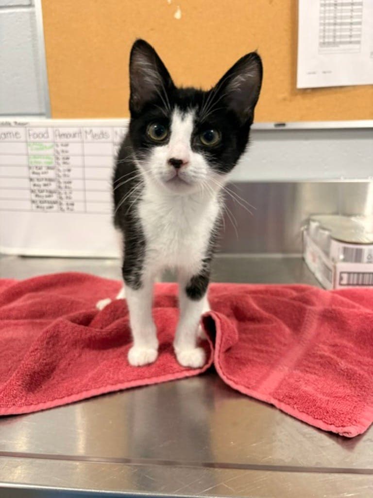 Tex - Domestic Short Hair cat available for adoption in Calgary