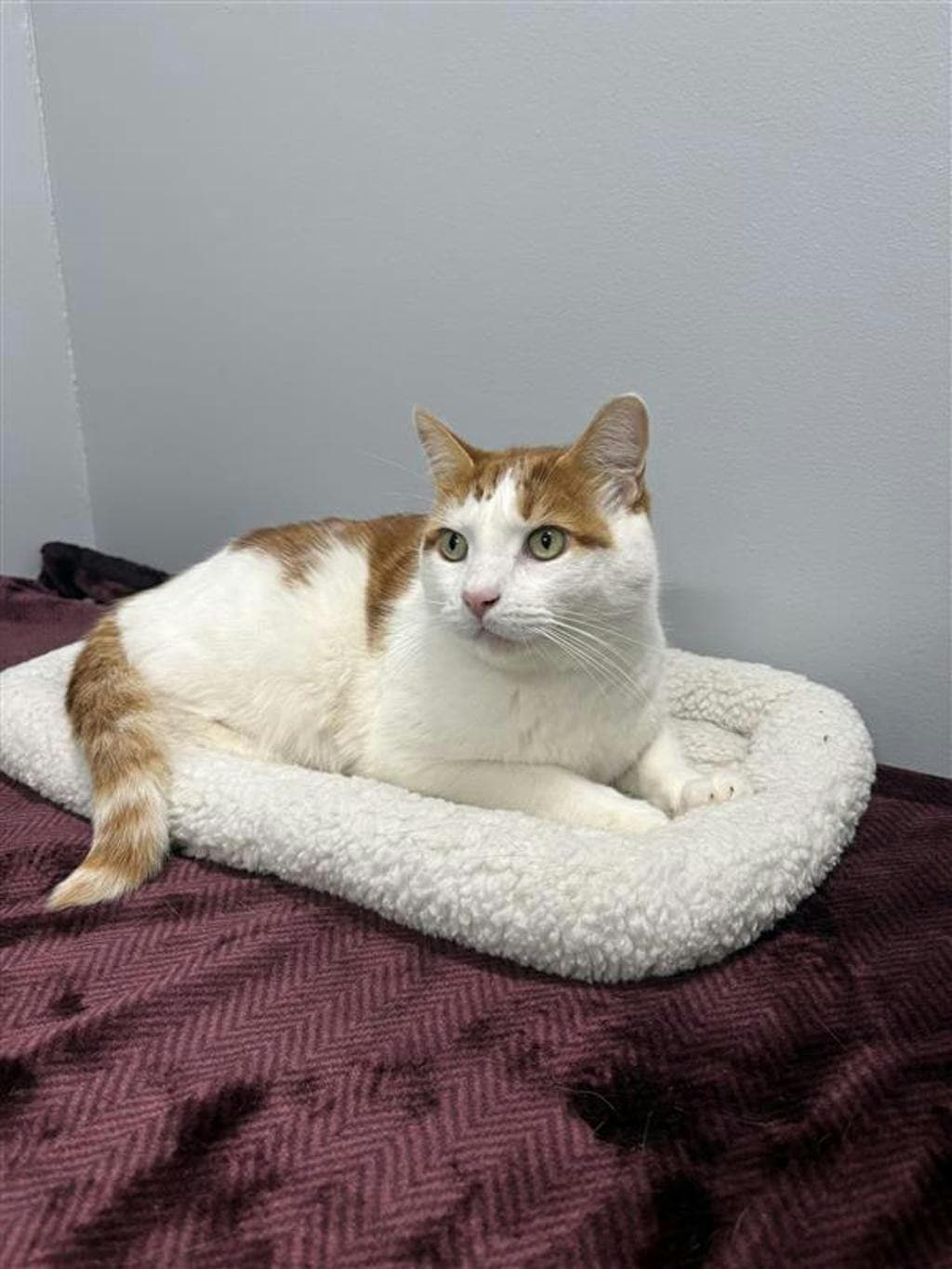 Columbus (bonded To Orio) - Domestic Short Hair cat available for adoption at Ontario SPCA & Humane Society in Barrie