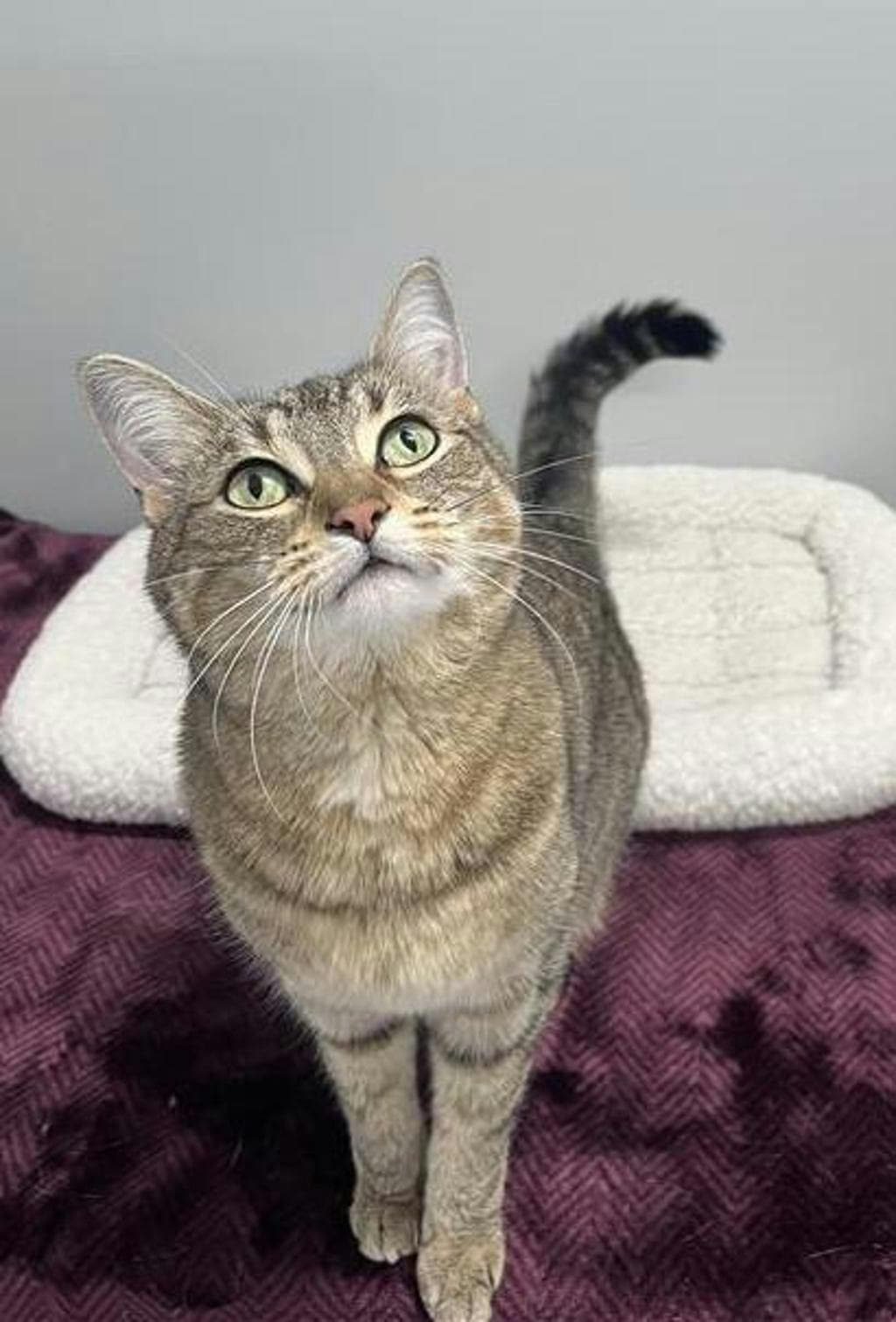 Orio (bonded To Columbus) - Domestic Short Hair cat available for adoption at Ontario SPCA & Humane Society in Barrie