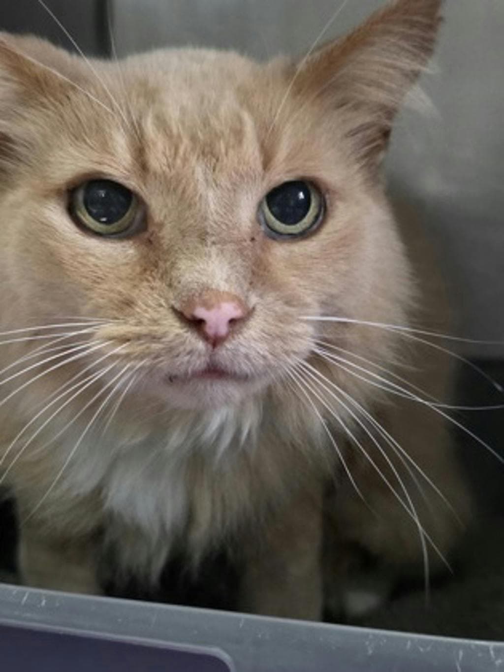 Edgar - Domestic Short Hair cat available for adoption at Ontario SPCA & Humane Society in Bracebridge