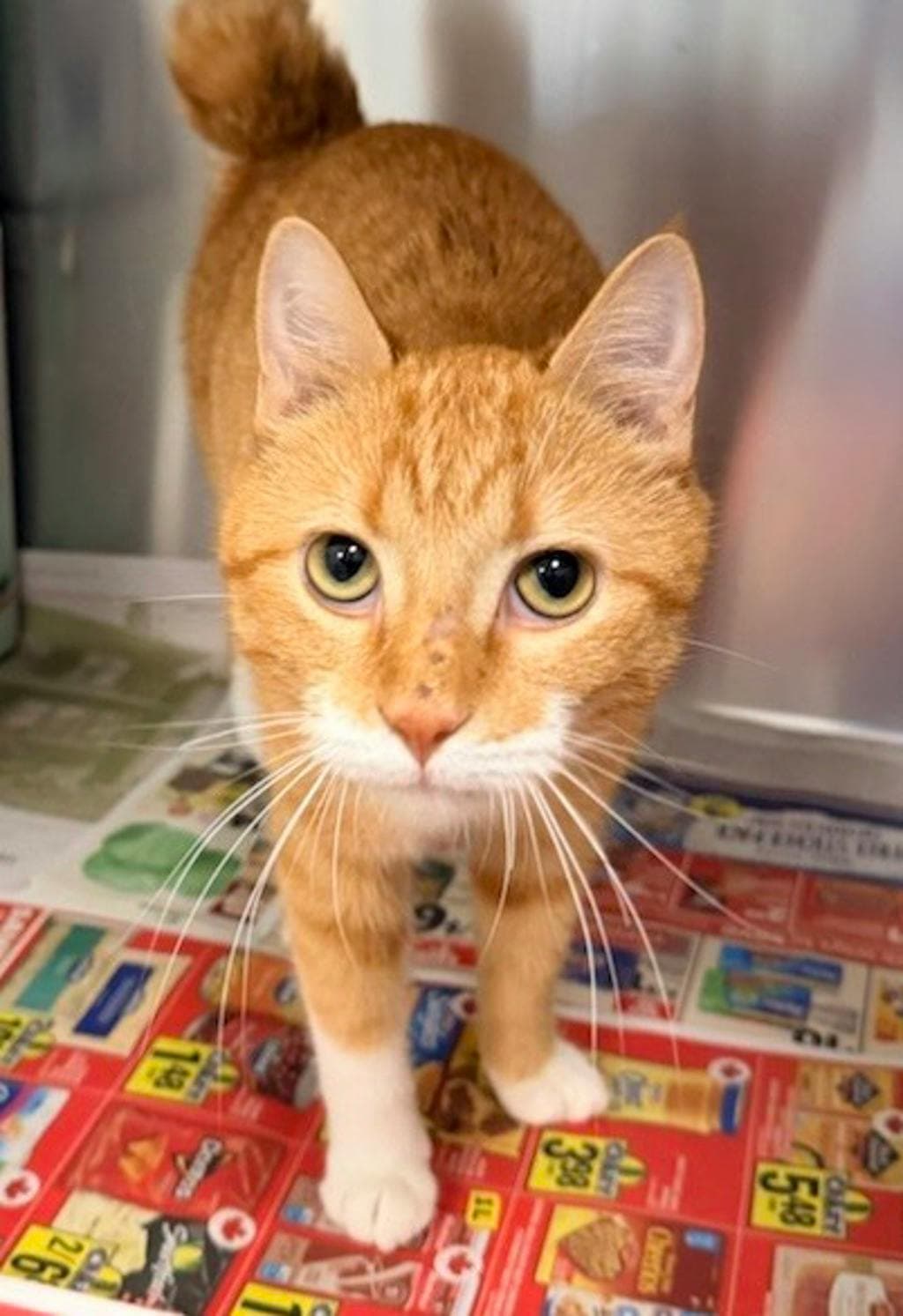 Helios - Domestic Short Hair cat available for adoption at Ontario SPCA (Central Ontario) in Toronto