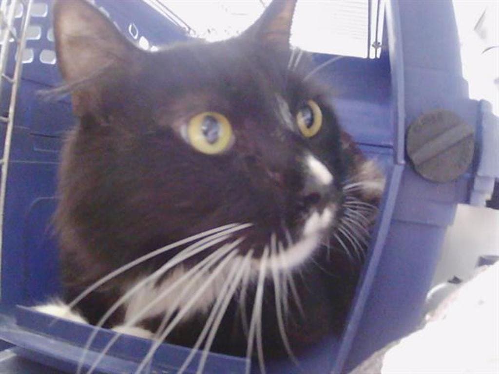 Kevin - Domestic Short Hair cat available for adoption at Ontario SPCA & Humane Society in Bracebridge