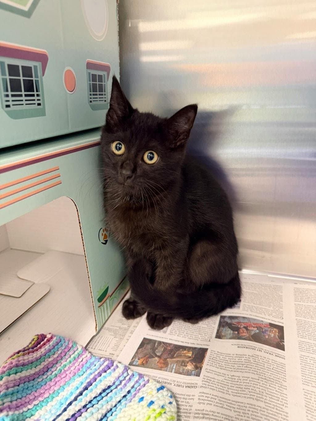 Mars - Domestic Short Hair cat available for adoption at Ontario SPCA (Central Ontario) in Toronto