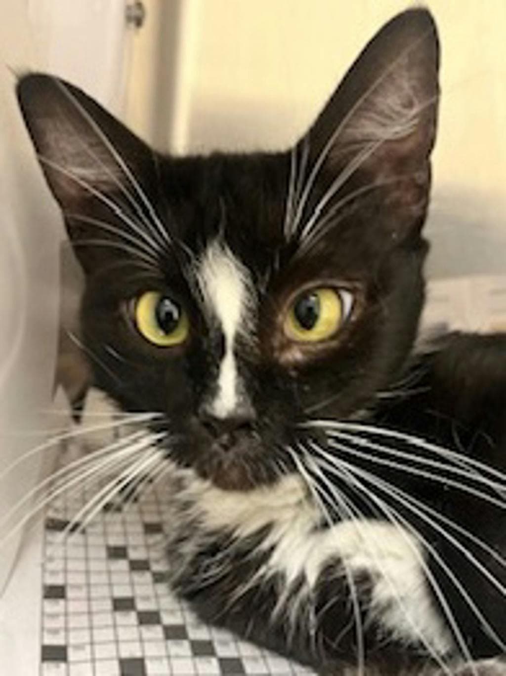 Cricket - Domestic Short Hair cat available for adoption at Ontario SPCA (Central Ontario) in Toronto