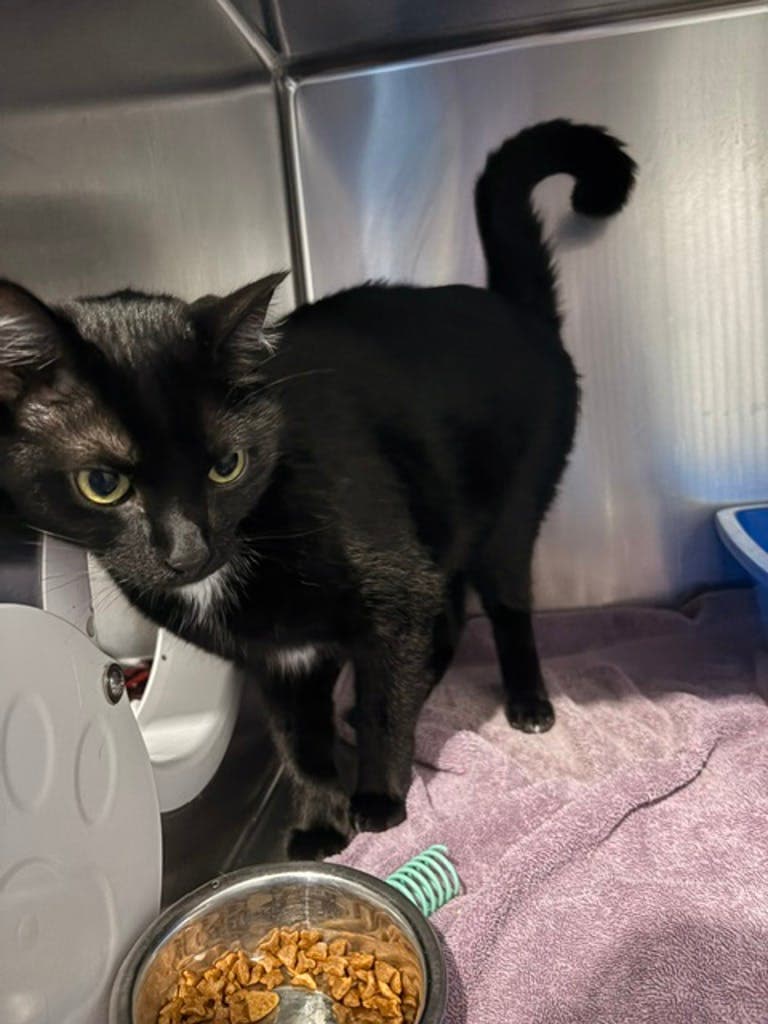 Panther - Domestic Short Hair cat available for adoption at Ontario SPCA & Humane Society in Orillia