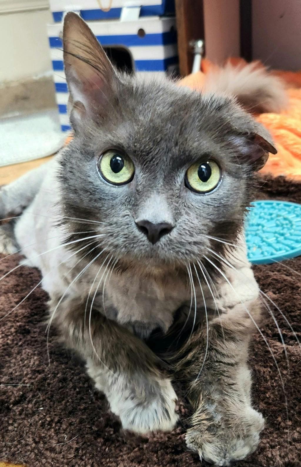 Grady - Domestic Longhair cat available for adoption at Ontario SPCA & Humane Society in Cornwall
