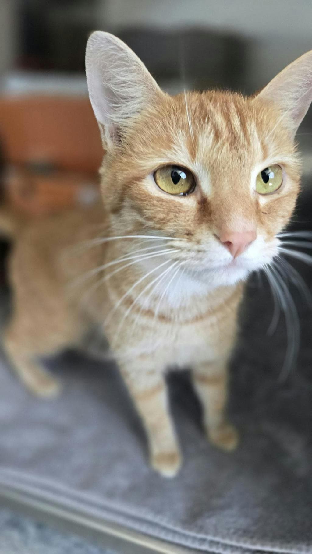 Tiger - Domestic Short Hair cat available for adoption at Ontario SPCA & Humane Society in Barrie