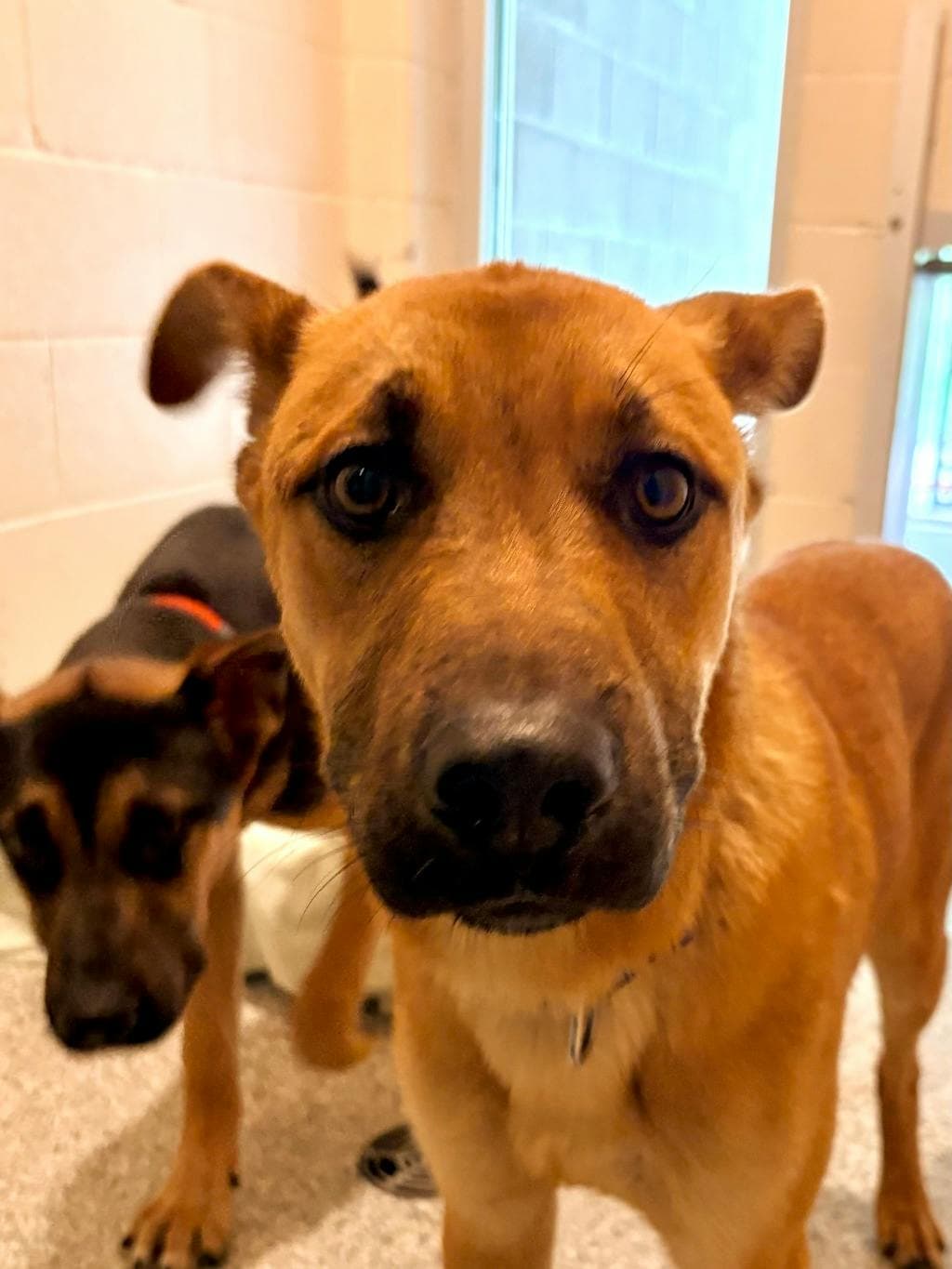 Sam Winchester - German Shepherd available for adoption at Ontario SPCA (Central Ontario) in Toronto