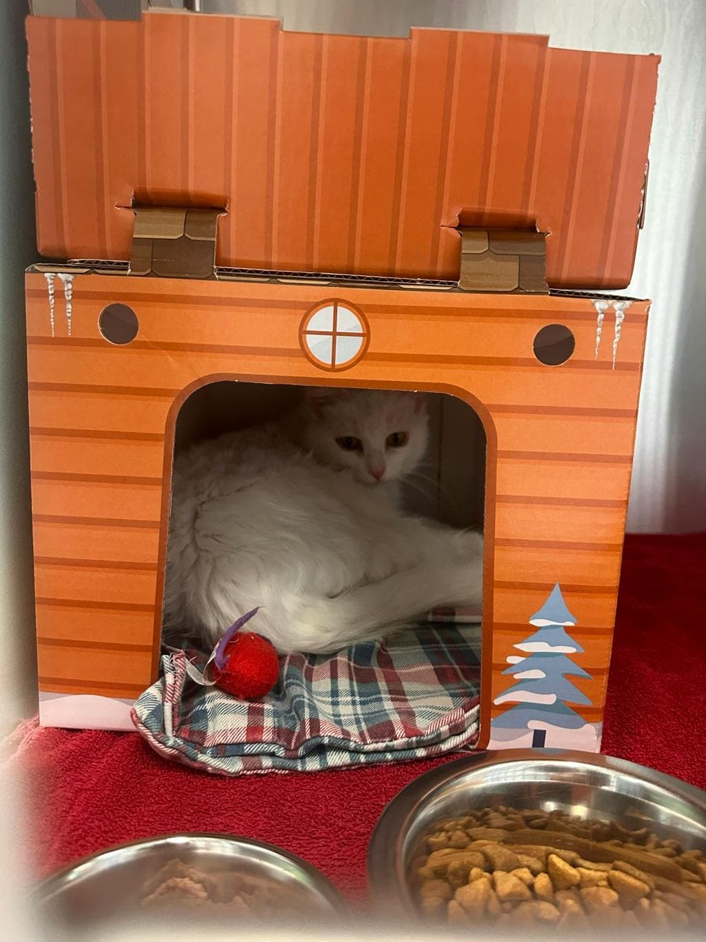 Mellow - Domestic Medium Hair cat available for adoption at Ontario SPCA (Toronto Area) in Toronto