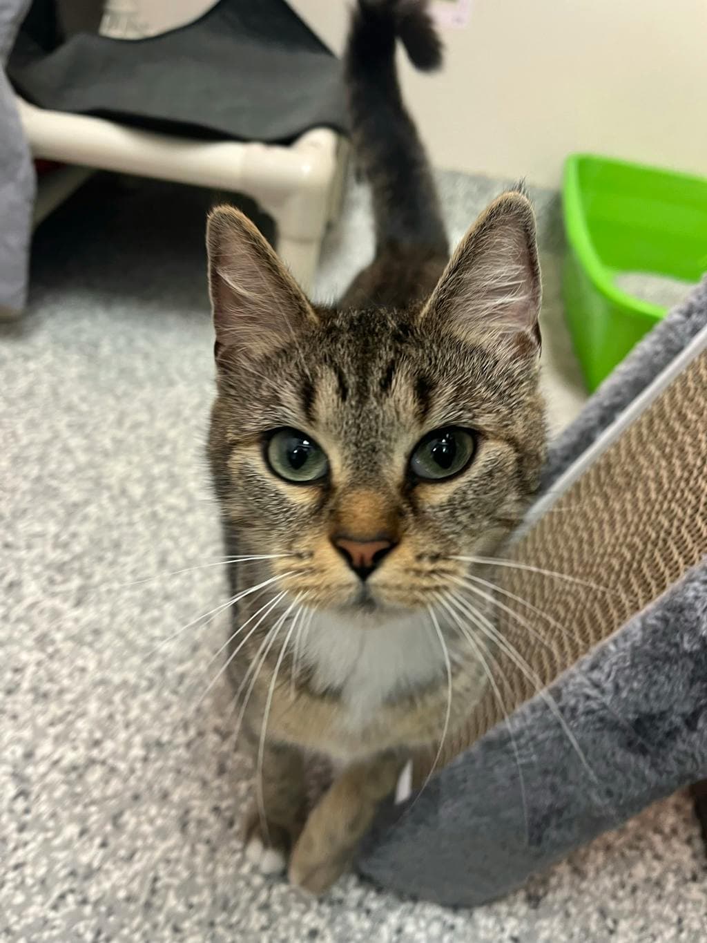 Joann - Domestic Short Hair available for adoption