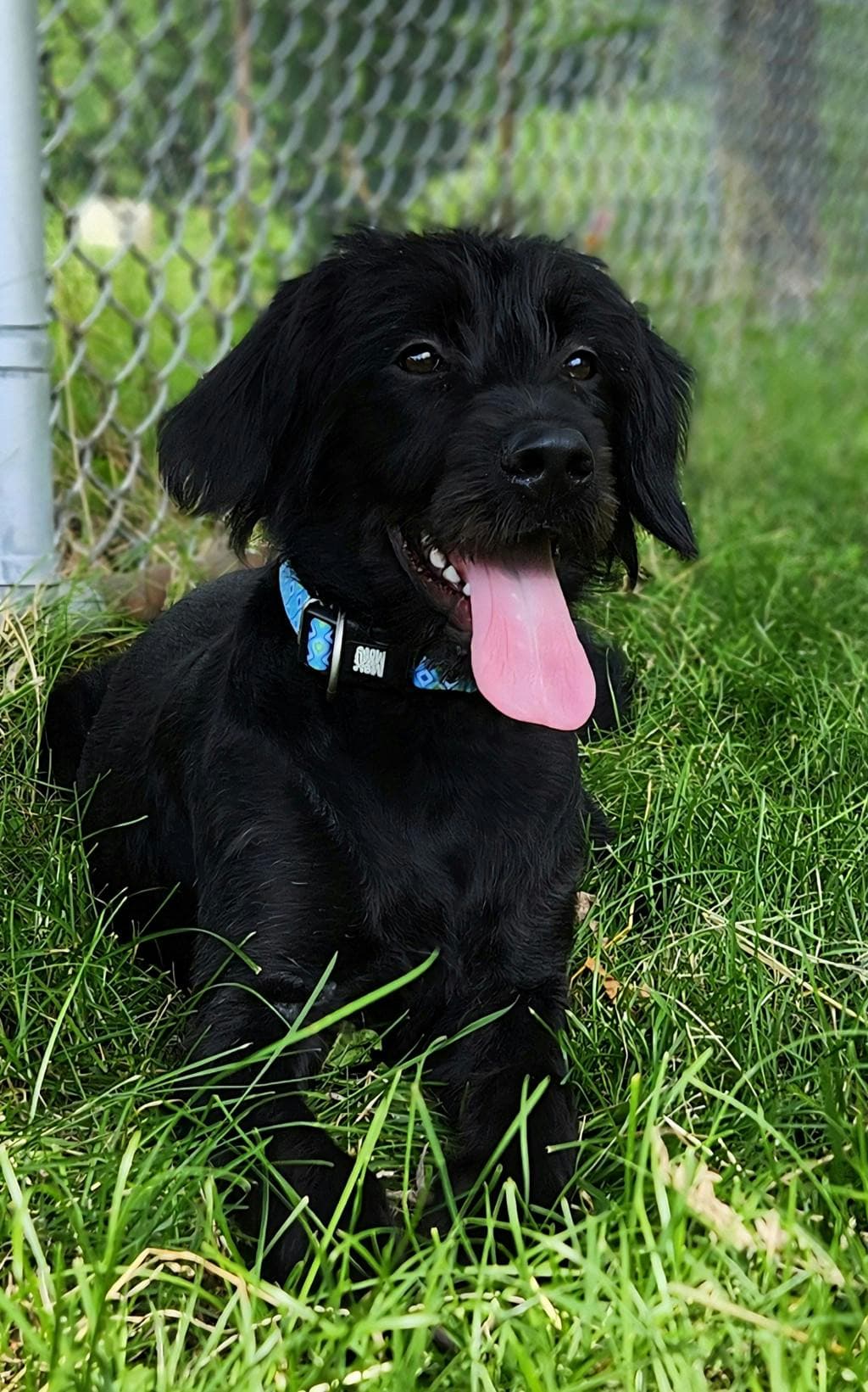 Griffin - Labrador available for adoption at Ontario SPCA & Humane Society in Cornwall