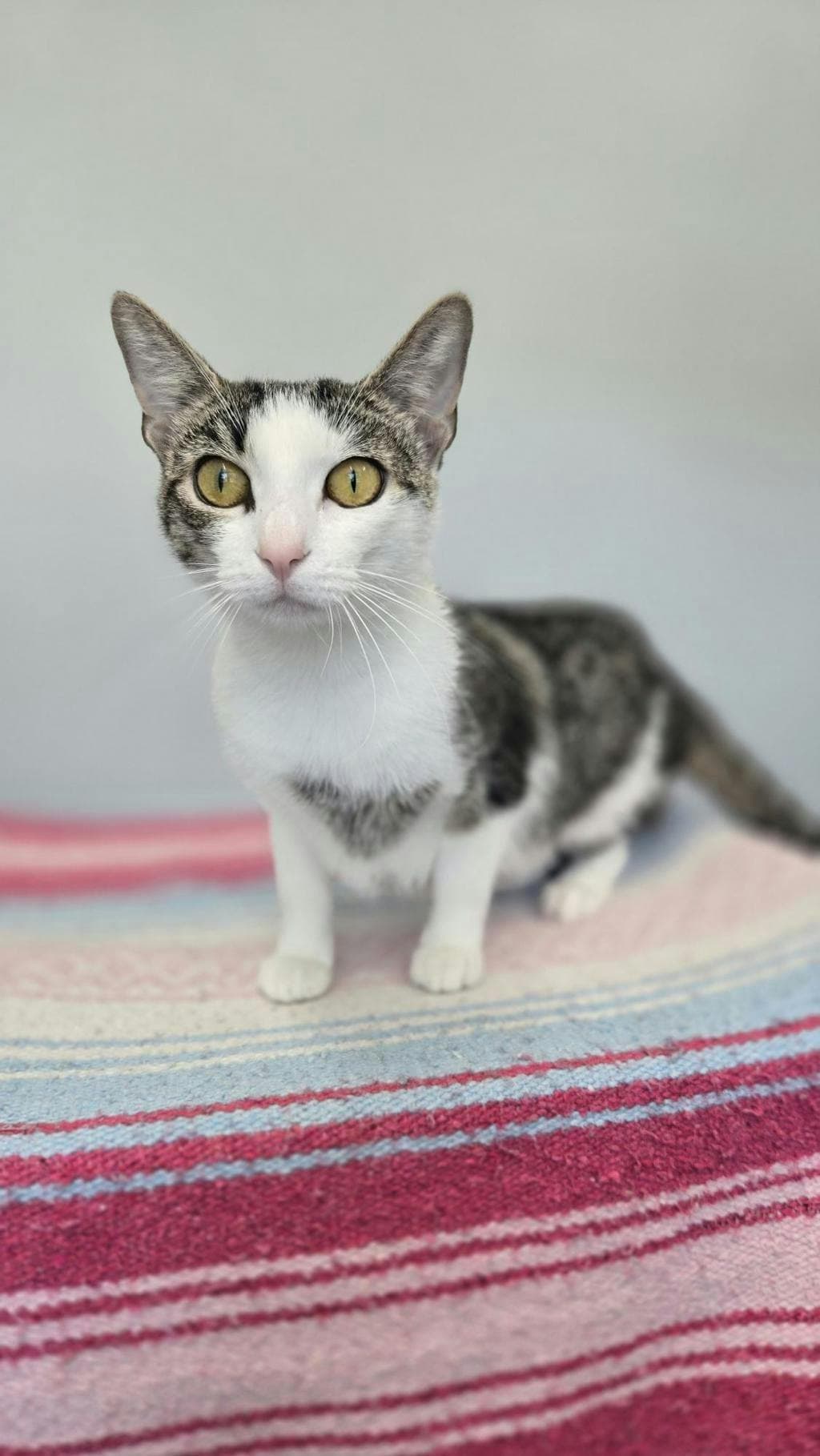 Essence - Domestic Short Hair cat available for adoption at Ontario SPCA & Humane Society in Barrie
