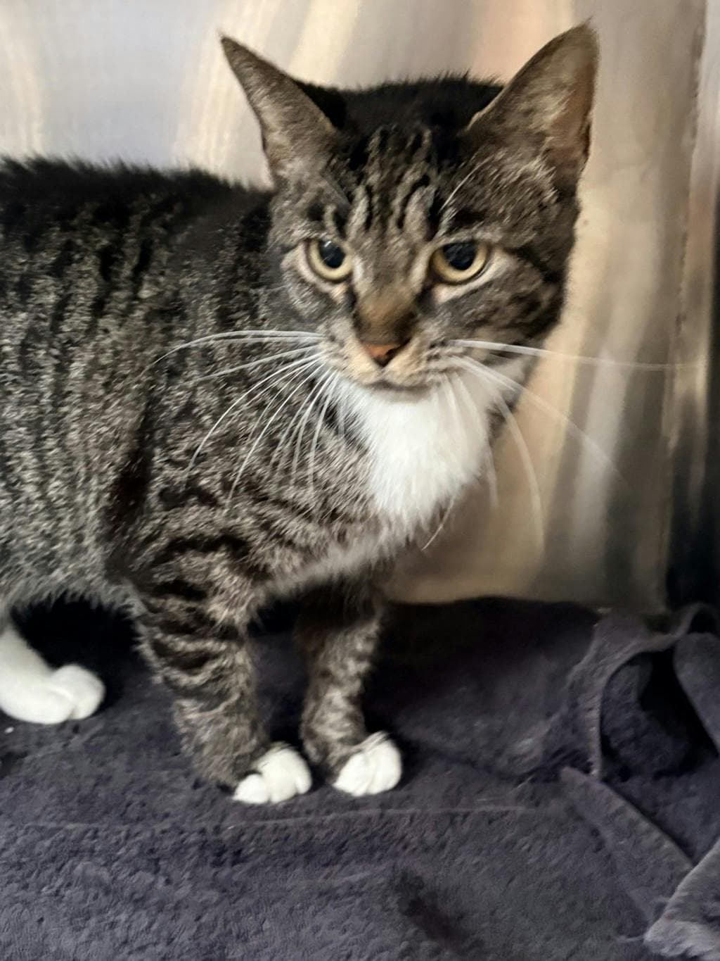 Janet - Domestic Short Hair cat available for adoption at Ontario SPCA & Humane Society in Brockville