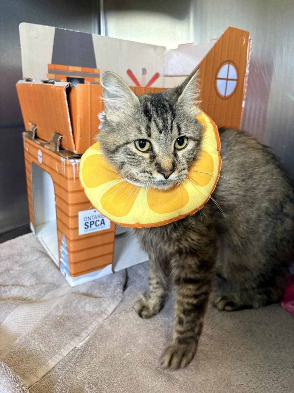 Gretta - Domestic Short Hair cat available for adoption at Ontario SPCA & Humane Society in Brockville