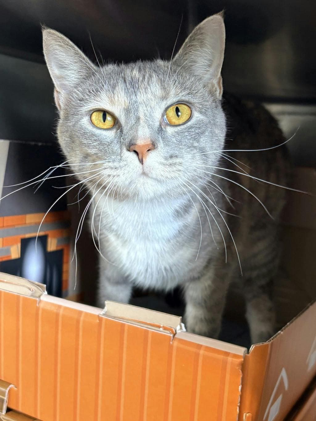 Sasha - Domestic Short Hair cat available for adoption at Ontario SPCA & Humane Society in Brockville