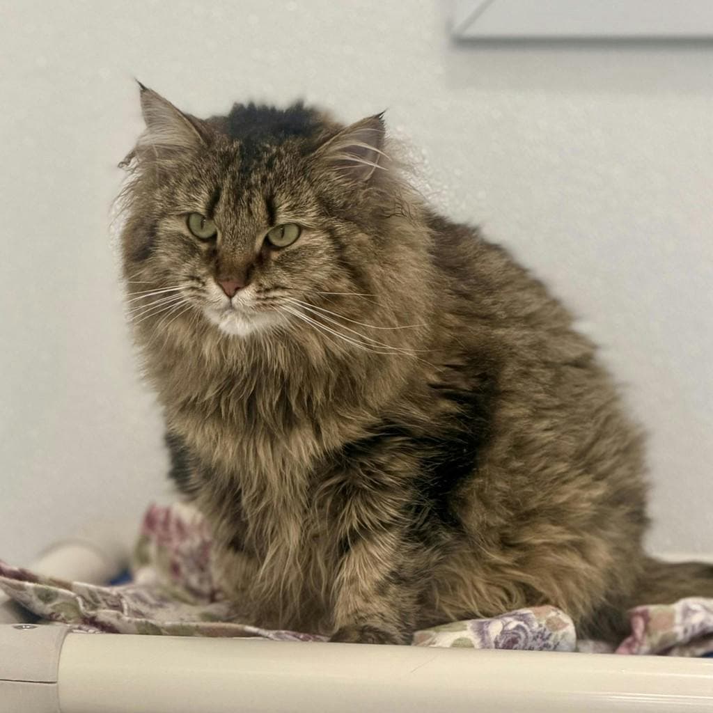 Zoey - Domestic Medium Hair cat available for adoption at Ontario SPCA & Humane Society in Brockville