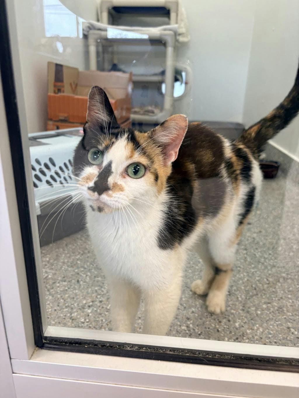 Tinkerbell - Domestic Short Hair cat available for adoption at Ontario SPCA & Humane Society in Brockville