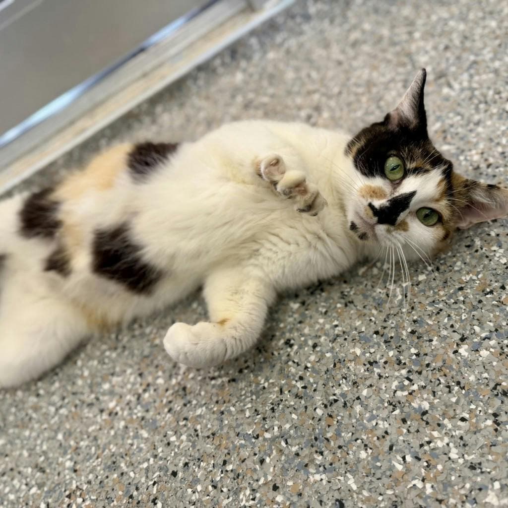 Tinkerbell - Domestic Short Hair available for adoption