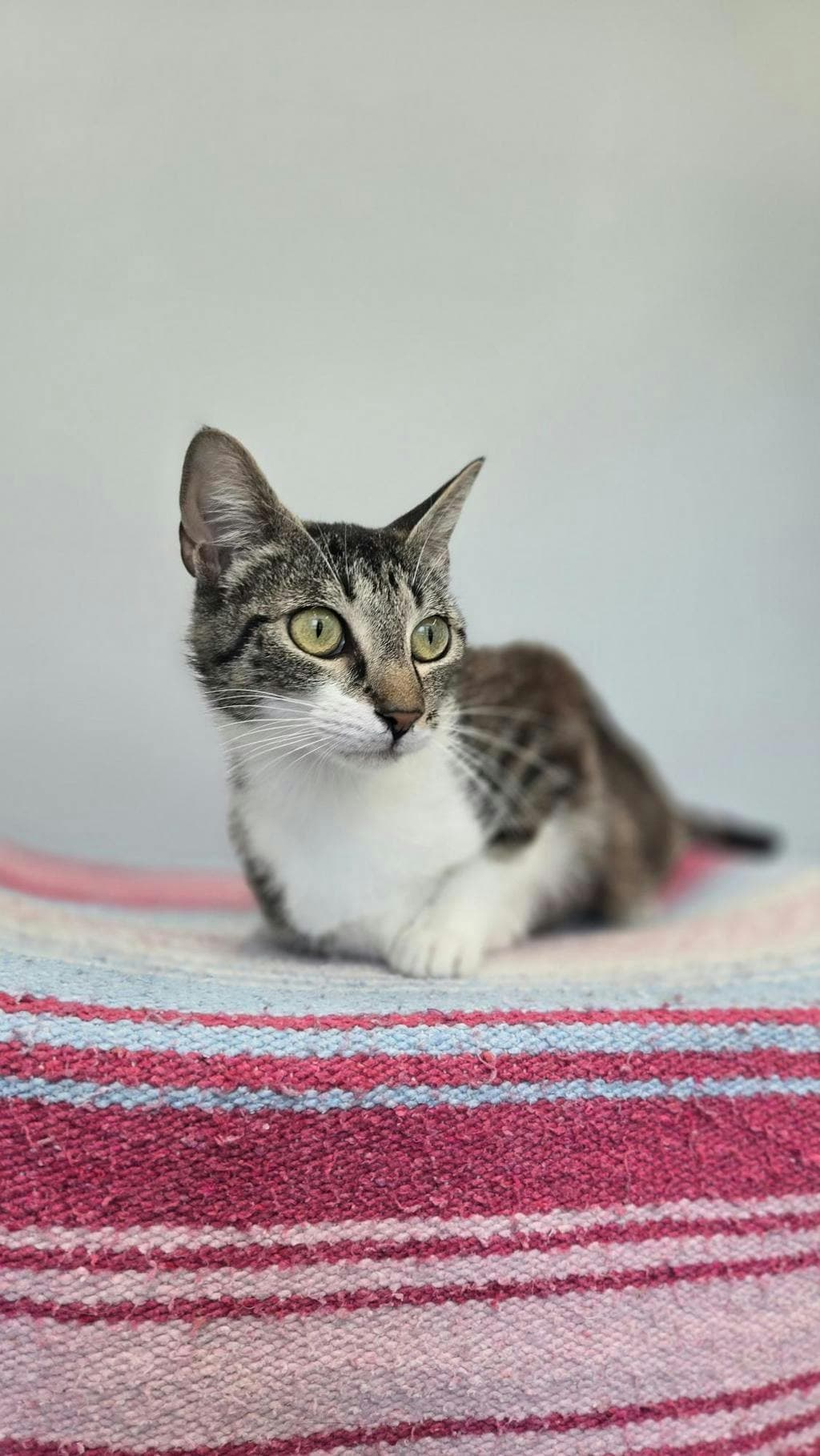 Tiamat - Domestic Short Hair cat available for adoption at Ontario SPCA & Humane Society in Barrie
