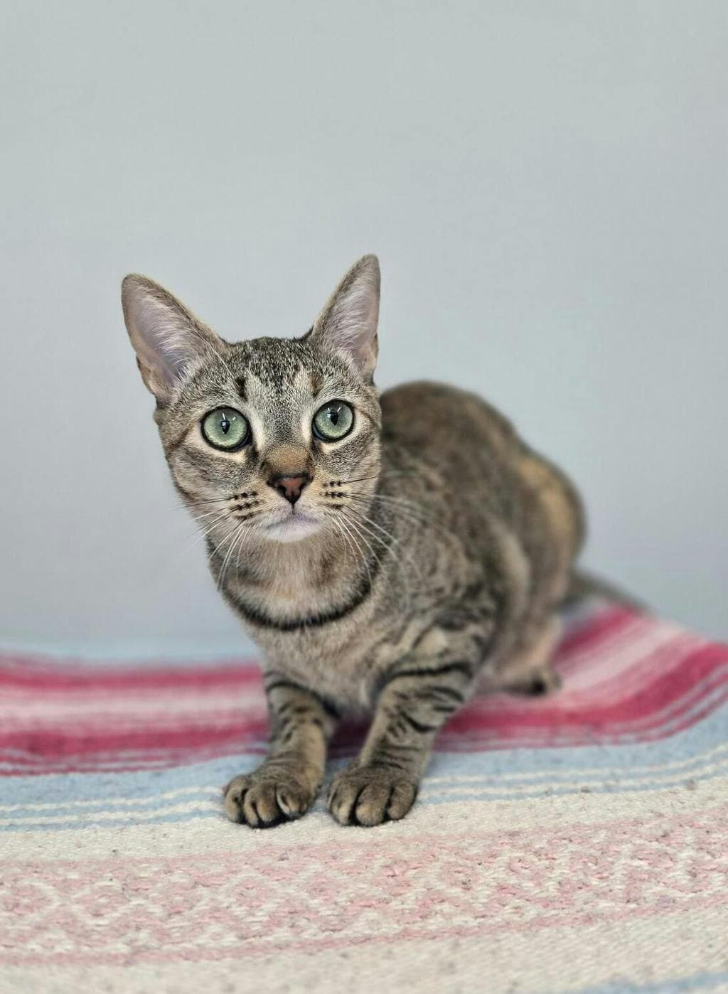 Penelope - Domestic Longhair cat available for adoption at Ontario SPCA & Humane Society in Barrie