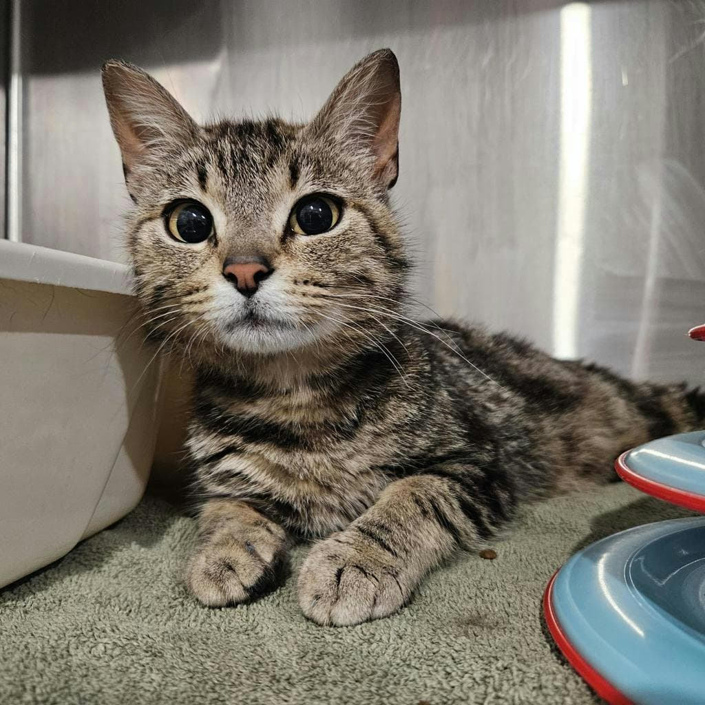Honey - Domestic Short Hair cat available for adoption at Ontario SPCA & Humane Society in Pembroke
