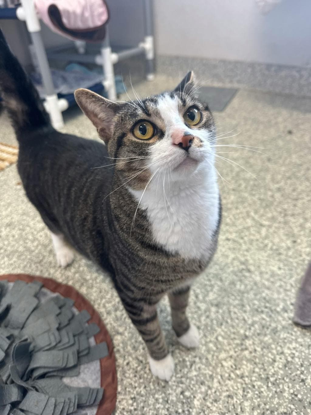 Smokie - Domestic Short Hair cat available for adoption at Ontario SPCA & Humane Society in Stouffville