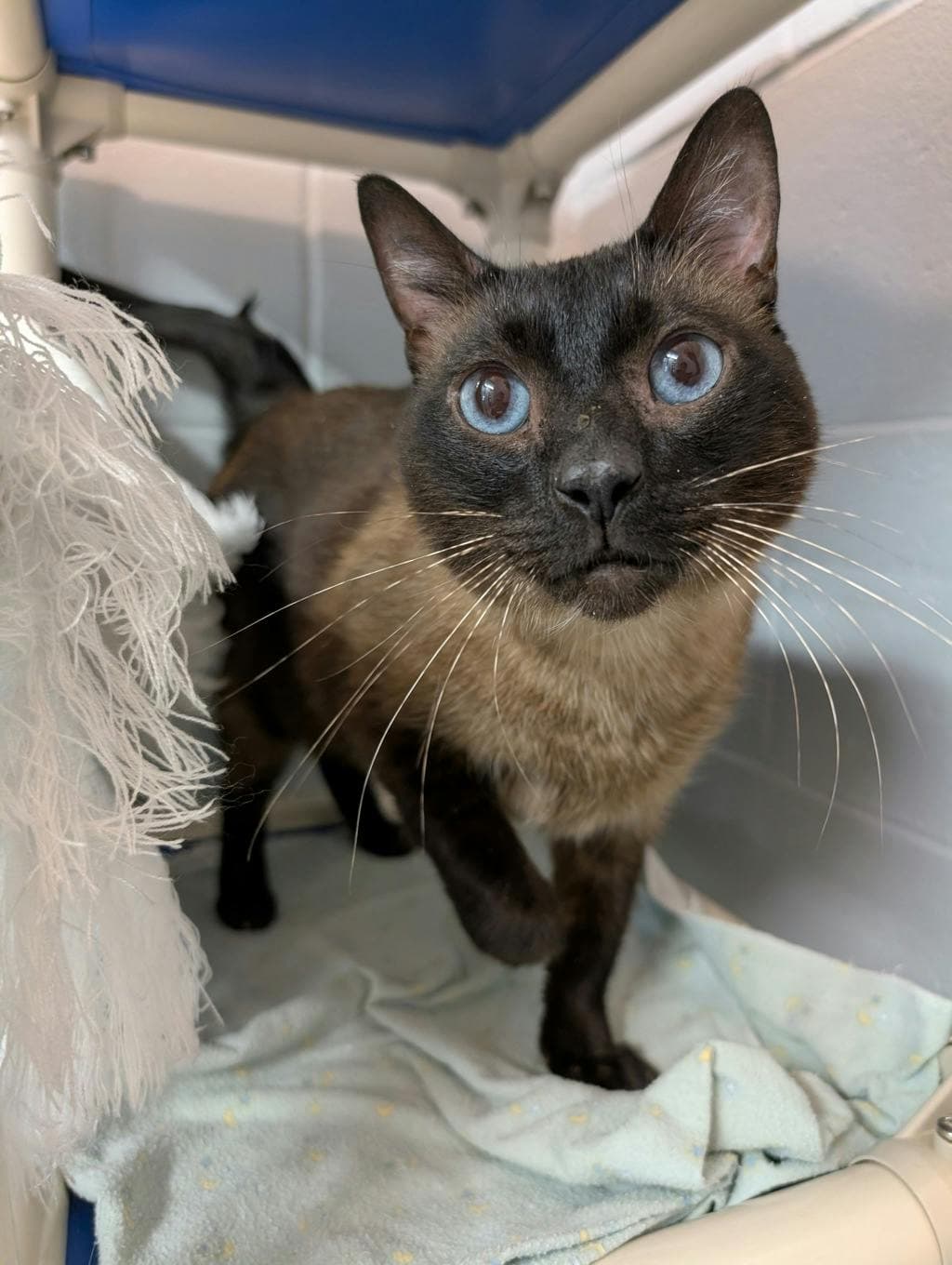 Loki - Siamese cat available for adoption at Ontario SPCA & Humane Society in Orillia
