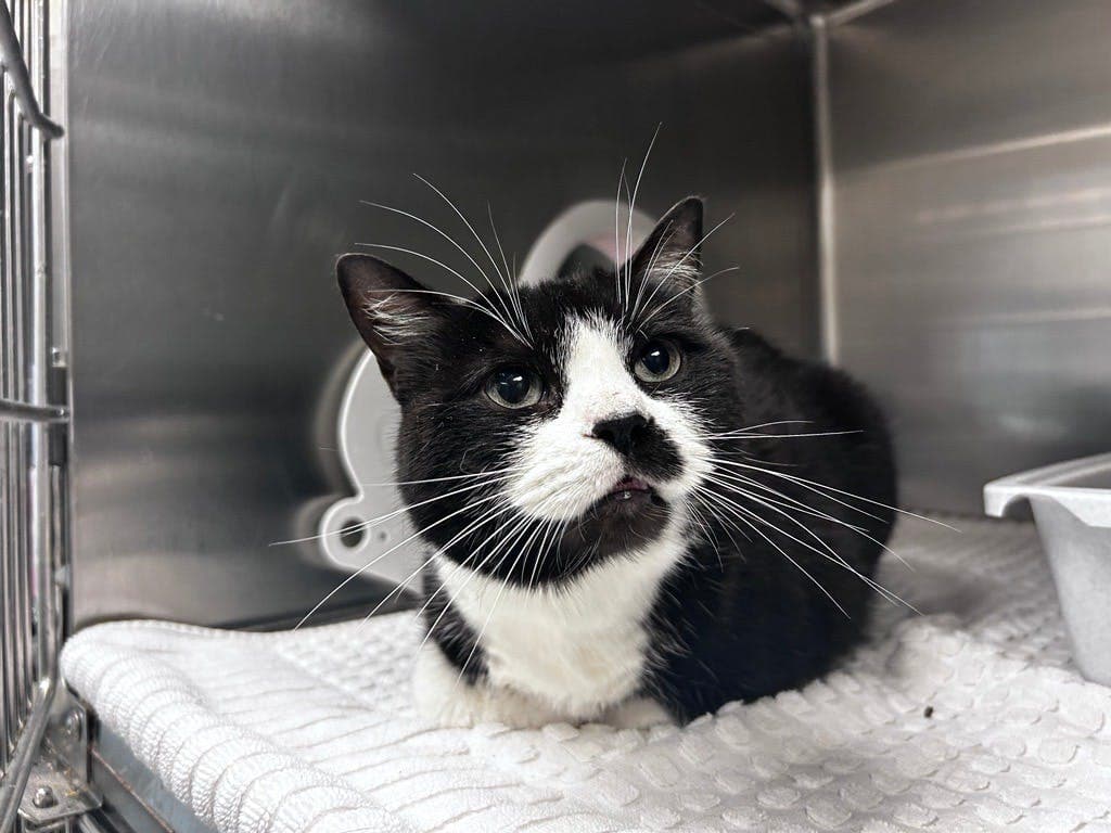 Tiity - Domestic Short Hair cat available for adoption at Ontario SPCA & Humane Society in Sudbury