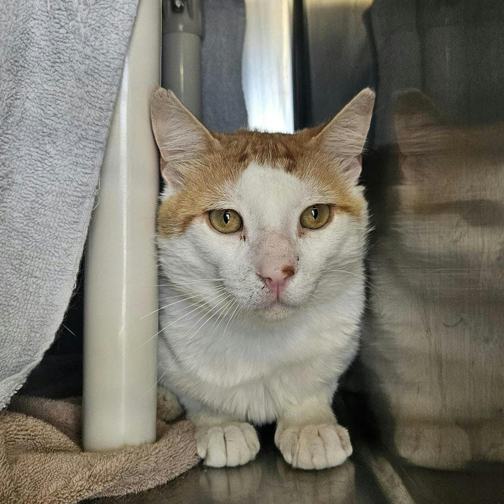 Sir Gingerbeer - Domestic Short Hair available for adoption